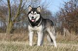 ALASKAN MALAMUTE 752